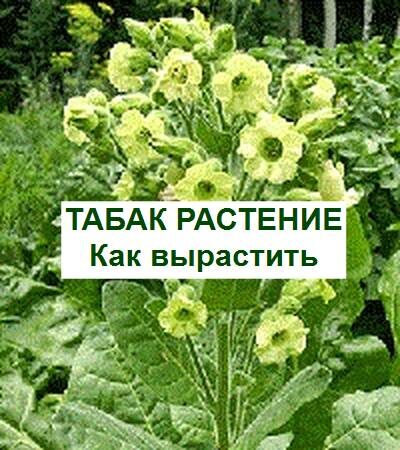 Как вырастить табак