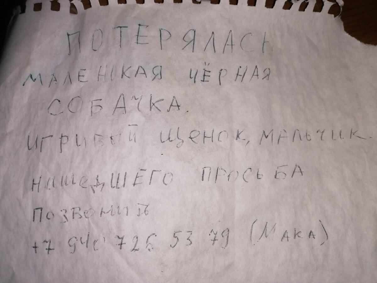 Я начала плакать и сопротивляться, говорила что  не отдам им Костика! Он уже несколько недель бегает по побережью и никто его не искал.  Значит он им не нужен или они плохо следят за собакой. В Общем кучу доводов говорила я сама себе и своей подруге.Но каждый раз я смотрела на этот сорванный листок и понимала, там беда , там его ищут и написано это объявление детьми. Этого я никак не могла проигнорировать!!!!   В этот же вечер я позвонила по указанному номеру!  Там ответила женщина . И как она только услышала про щенка закричала в трубку: девочки идите сюда наш Альф нашелся , он в Новом Афоне на побережье едем туда!  После этого уже через пол часа делегация состоящая из мамы , двух девочек лет 12 и 13 лет и пожилой дамы очень скептически настроенной ко мне 😳🙂