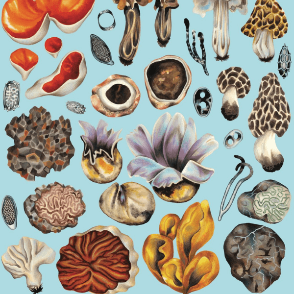 Источник: https://leso-vichok.ru. Сумчатые грибы.