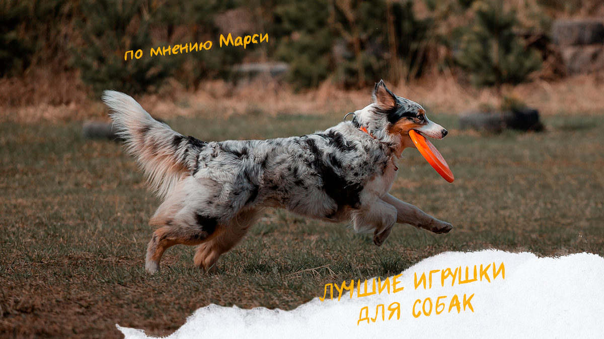 Лучшие игрушки для собак, по мнению Марси