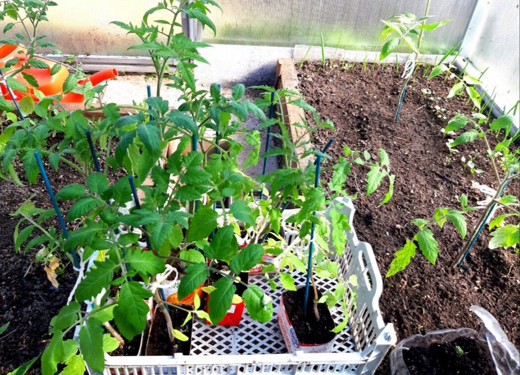 Фото автора.