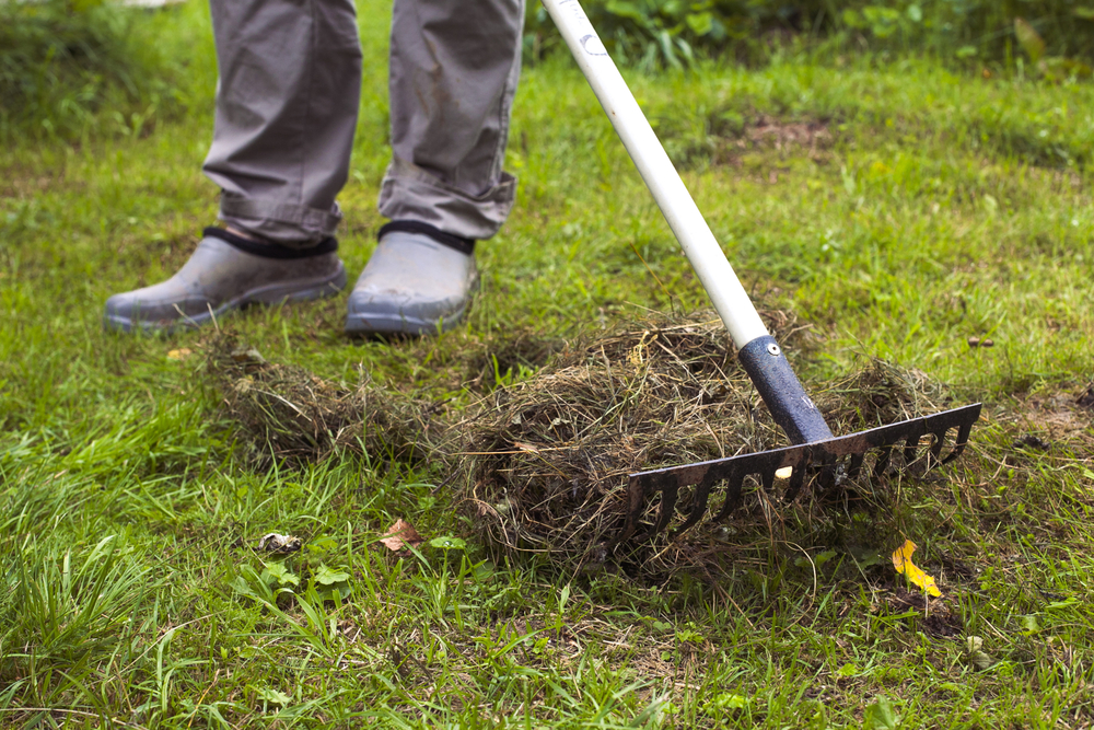 Clean ground. Уборка участка. Грабли газонные. Уборка в саду. Грабли для уборки газона.