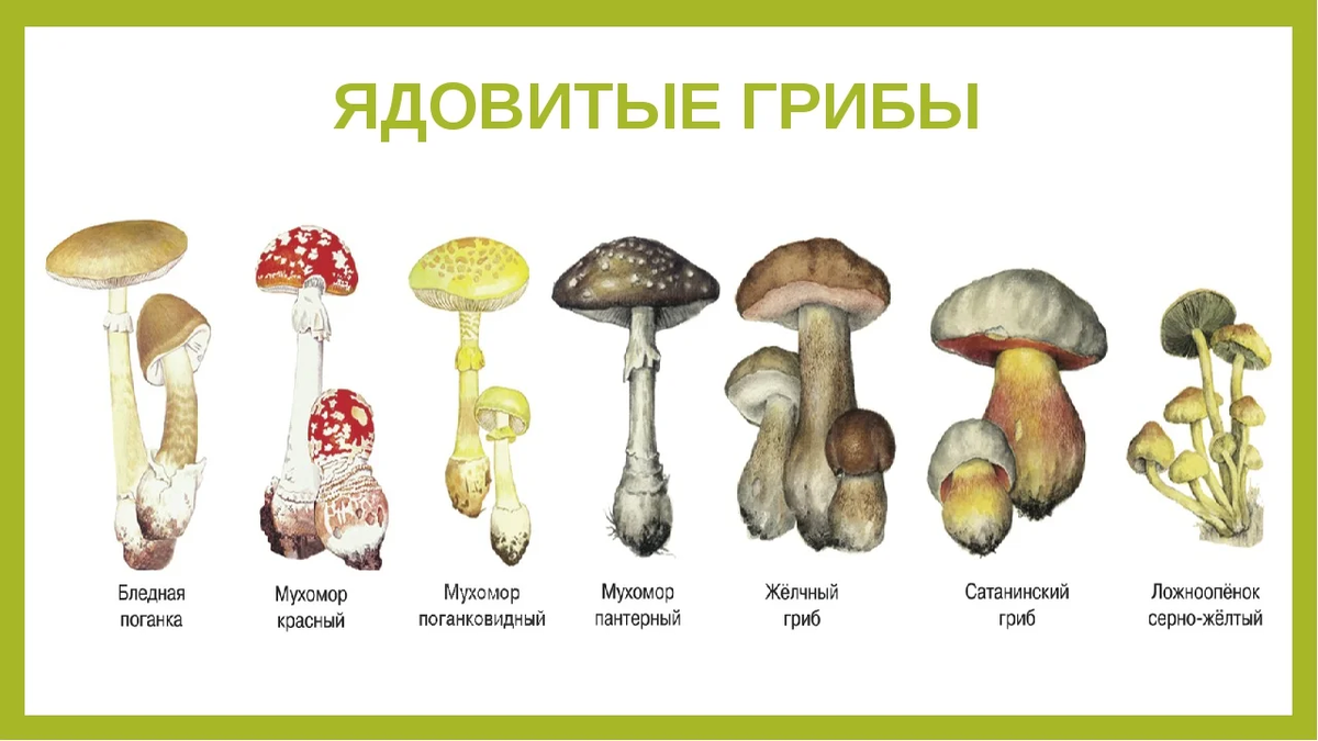 Какие есть опасные грибы. 5 Несъедобные грибы. Съедобные условно съедобные и несъедобные грибы. Грибы съедобные и несъедобные рисунки с названиями. Ядовитые грибы названия 2 класс.