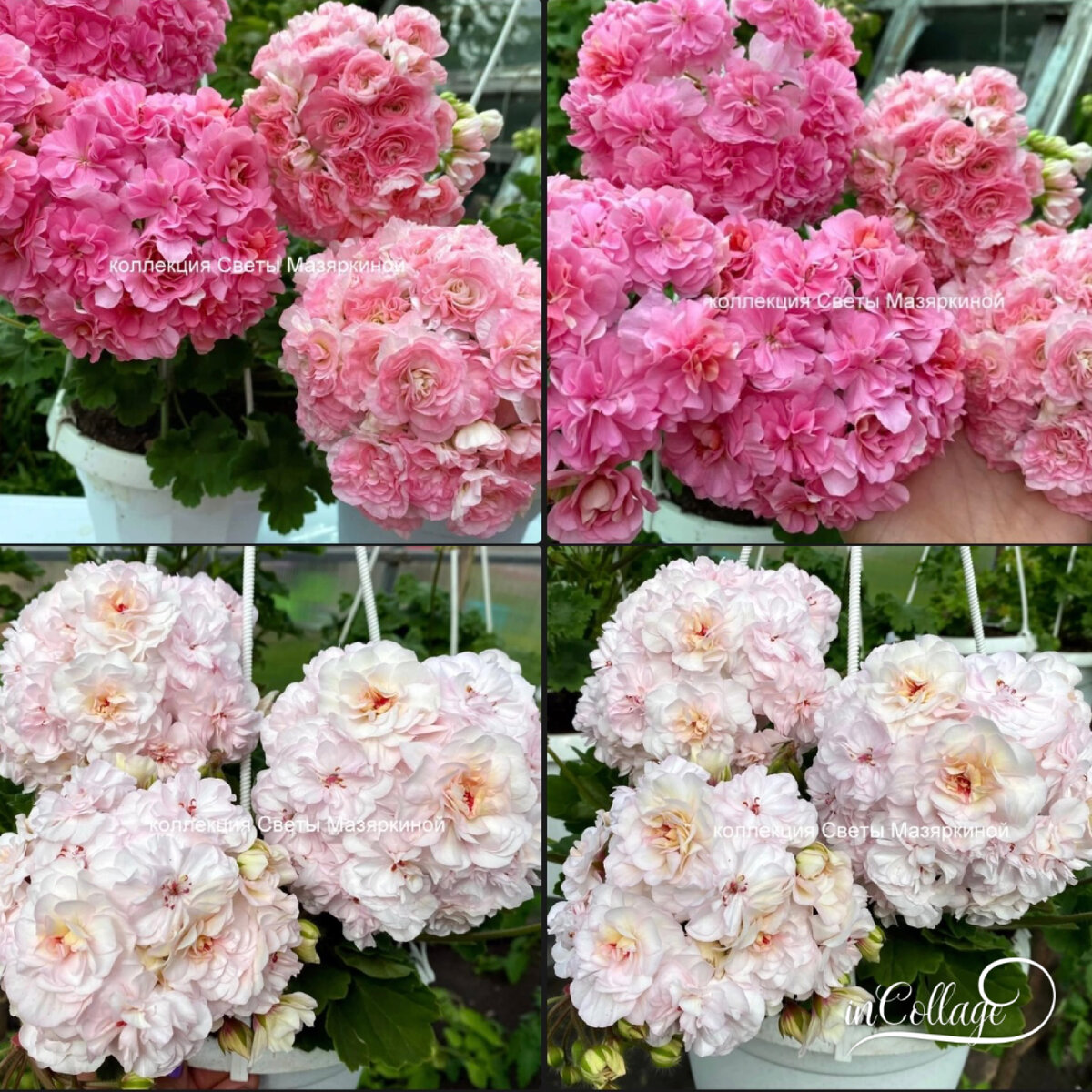 Ну вот не верю я таким фото! Не верю и все! автор фото Света Мазяркина