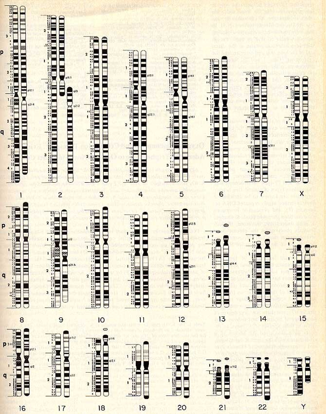 Сравнение хромосом человека и шимпанзе. Видно, что 2-я хромосома человека соответствует 2-м хромосомам шимпанзе. Источник: Jorge Yunis, Science 208:1145-58 (1980). Courtesy of Science magazine.