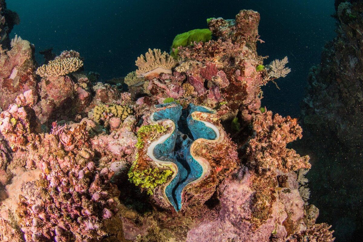 морской национальный парк большой барьерный риф