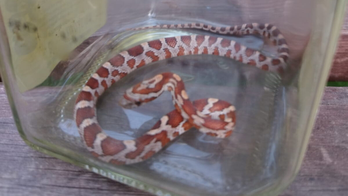 Пресс-служба ГКУ МО «Мособлпожспас»