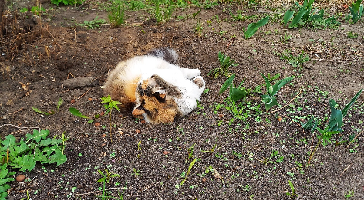 Цветка лично грязь отбирает)