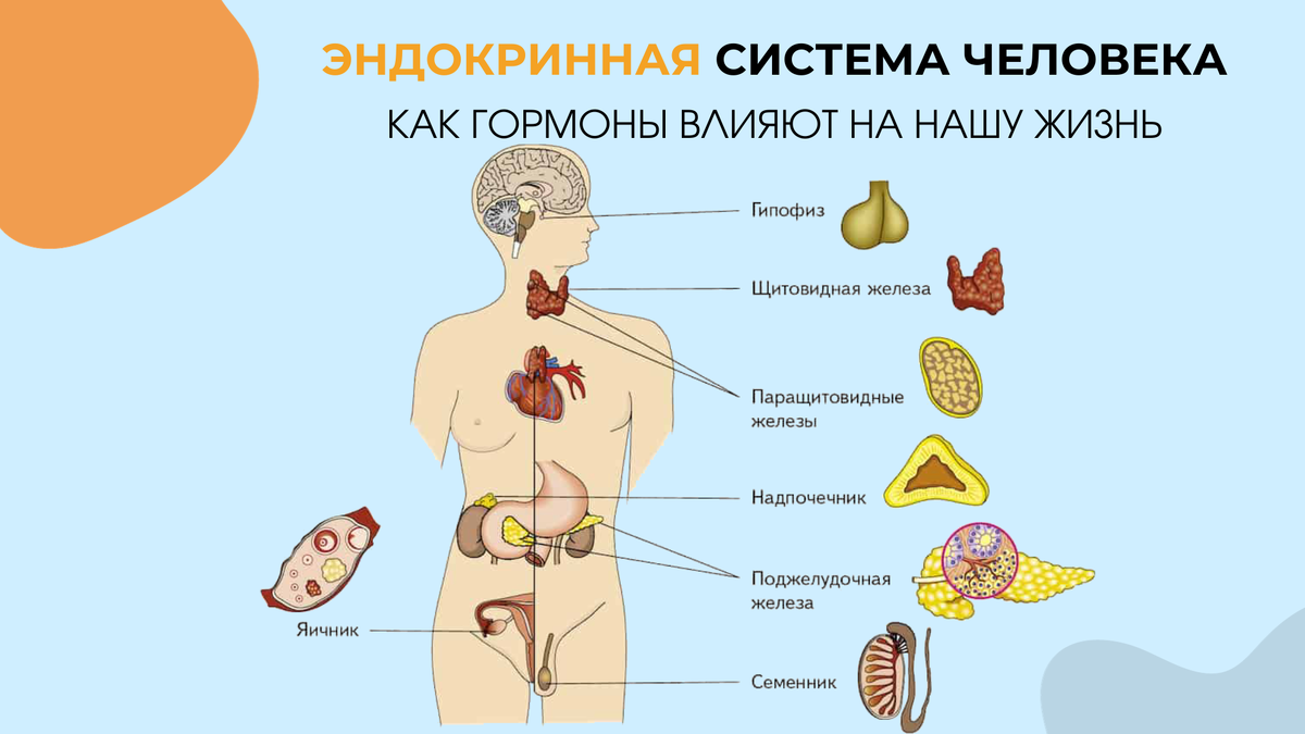 Анализы эндокринной системы. Гормоны человека. Картинка гормоны человека. Как гормоны влияют на человека. Эндокринная система красивые картинки.