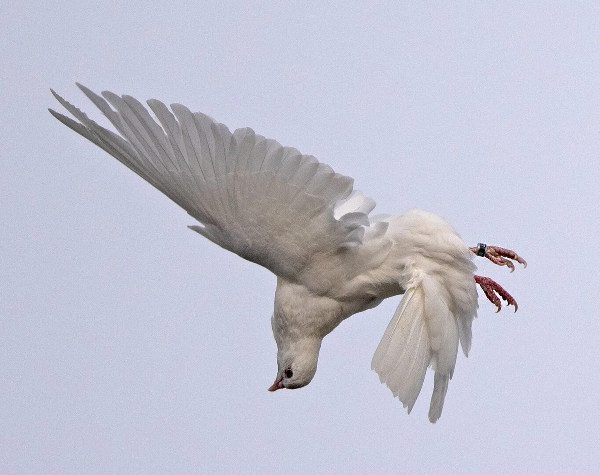 Птица такая игра. Бирмингемские роллеры голуби. Голубь летает. Голубь в полете. Белый голубь в полете.