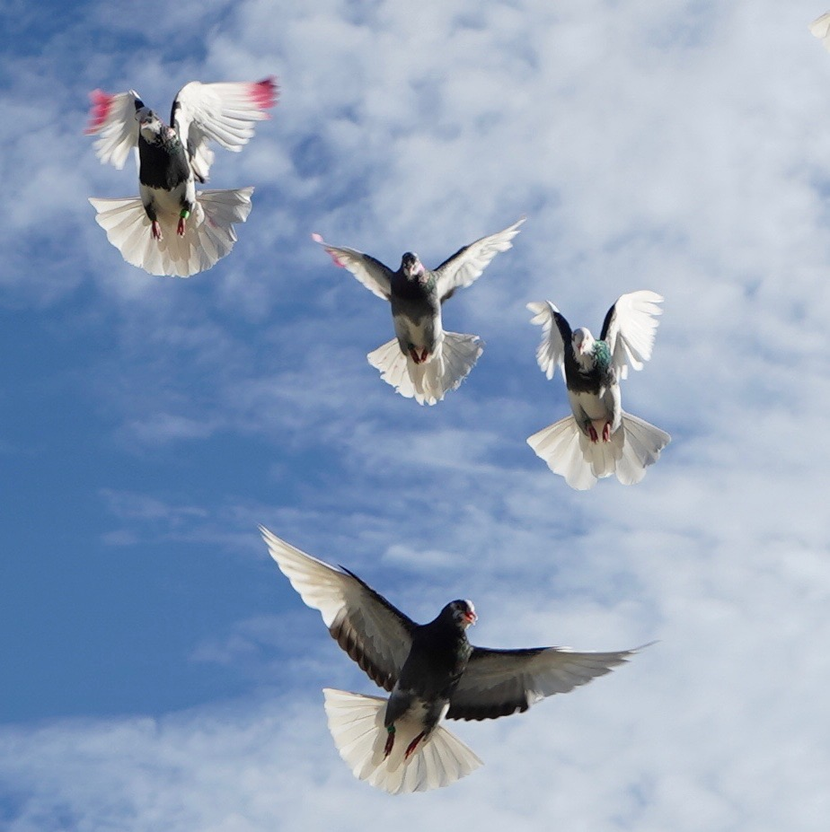 Птица такая игра. Бирмингемские роллеры голуби. Почему птицы застывают в воздухе. Птичка на войне.