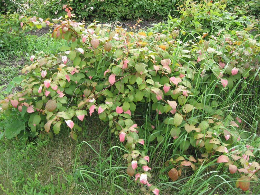 Фото: botanichka.ru