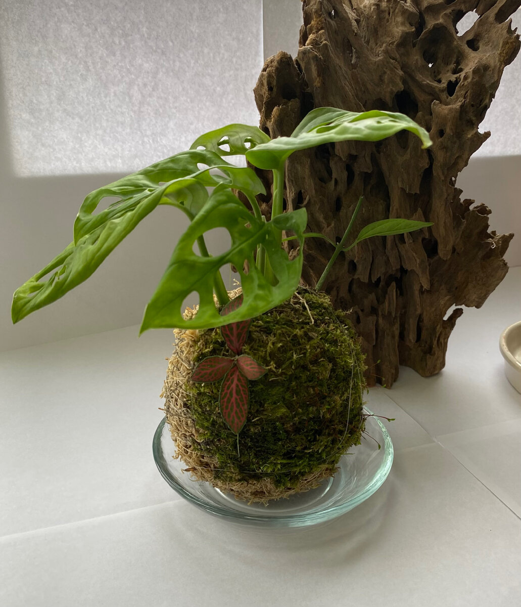 Кокедама - как ее сделать есть у меня в профиле 