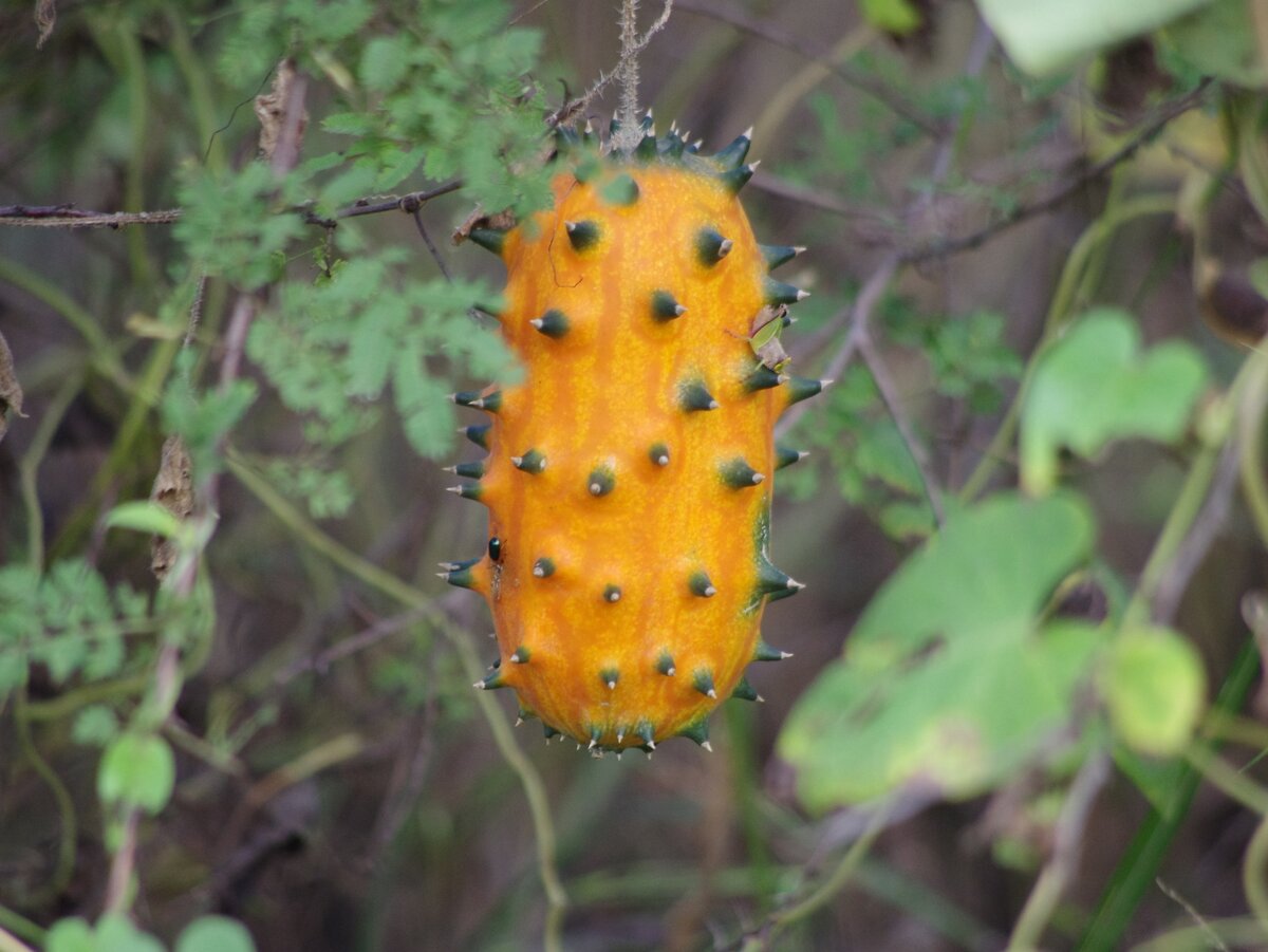 Кивано. Фото: inaturalist.org