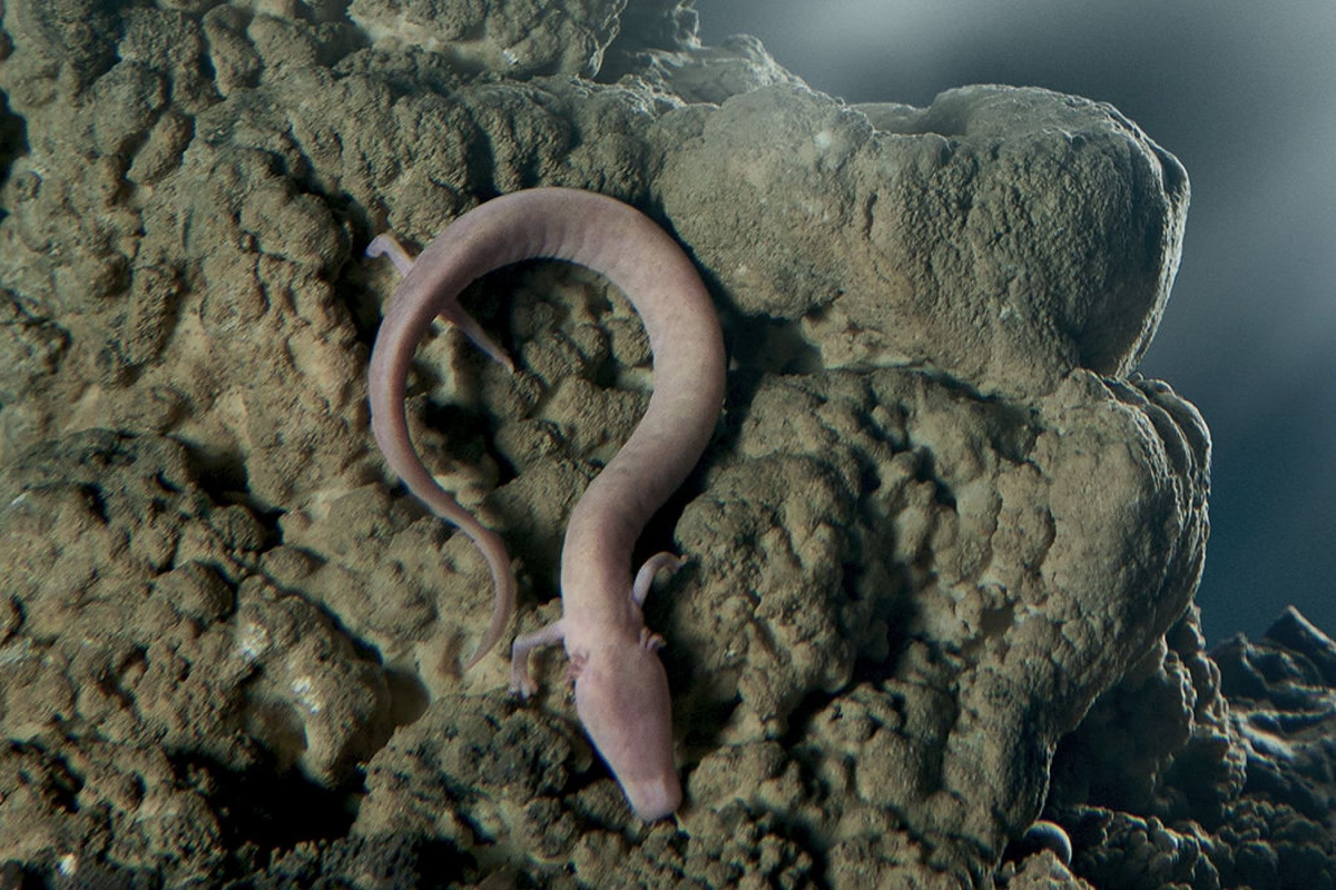 Так, ты, с камерой, живо полезай мне в пасть! Мне тебя на всю жизнь хватит! 