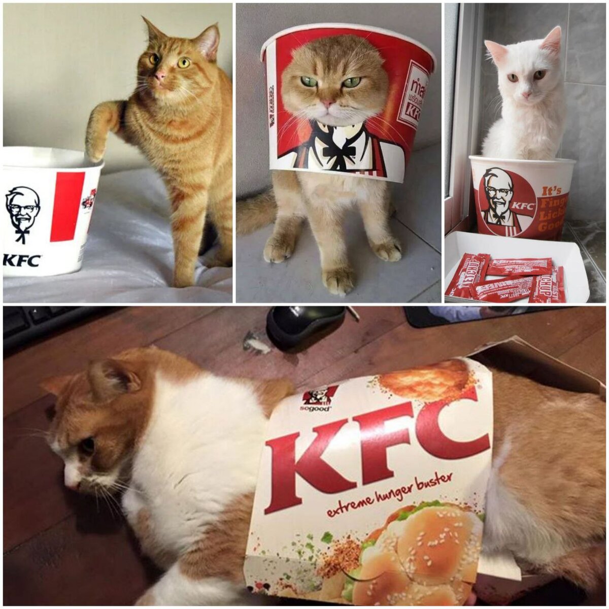 Китайский KFC в коллаборации с местным зообрендом PURROOM выпустил игрушки  для кошек в виде байтсов | Вписка в Форбс | Дзен