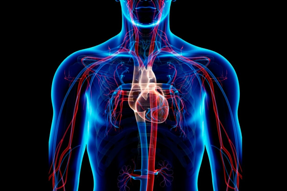Сердечно сосудистая система. Сердечносусудистая система. Сердечкососудестая система. Сосудистая система человека.