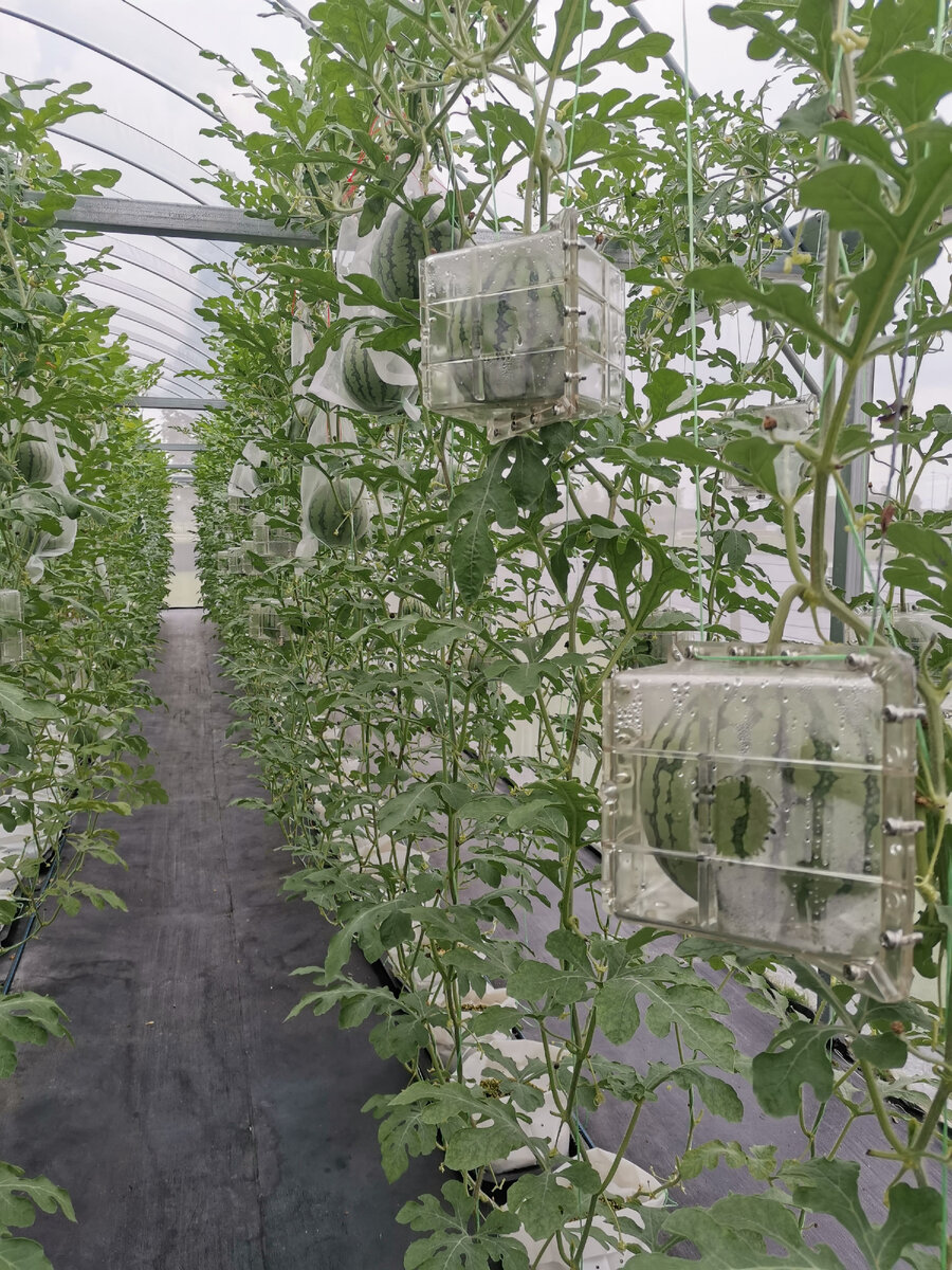 Арбуз, помещенный в прочный контейнер, приобретет заданную форму. Фото: cnaluxury.channelnewsasia.com