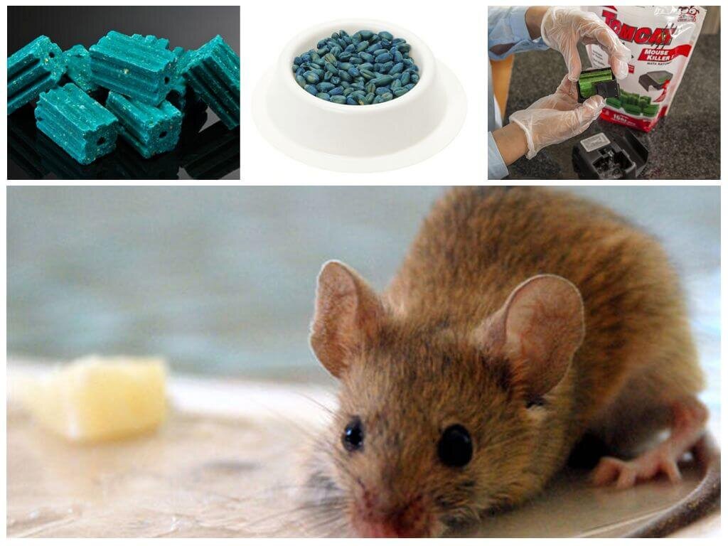 крысы съедят отраву. отрава для мышей красная.