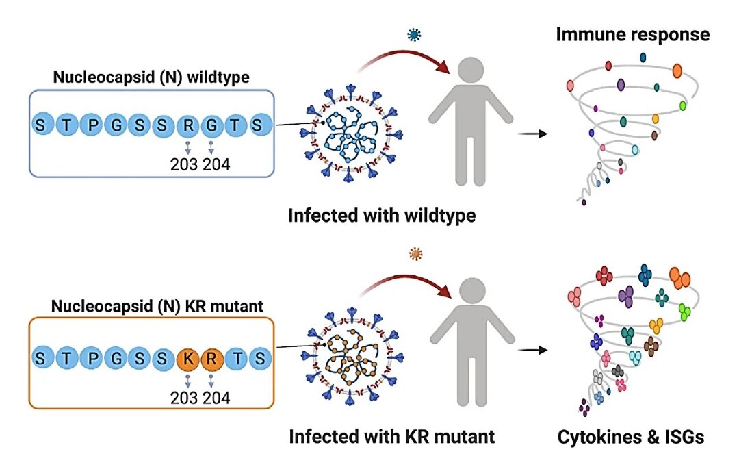 Мутант KR SARS-CoV-2 вызывает у инфицированных пациентов высокую интенсивность иммунной реакции.
