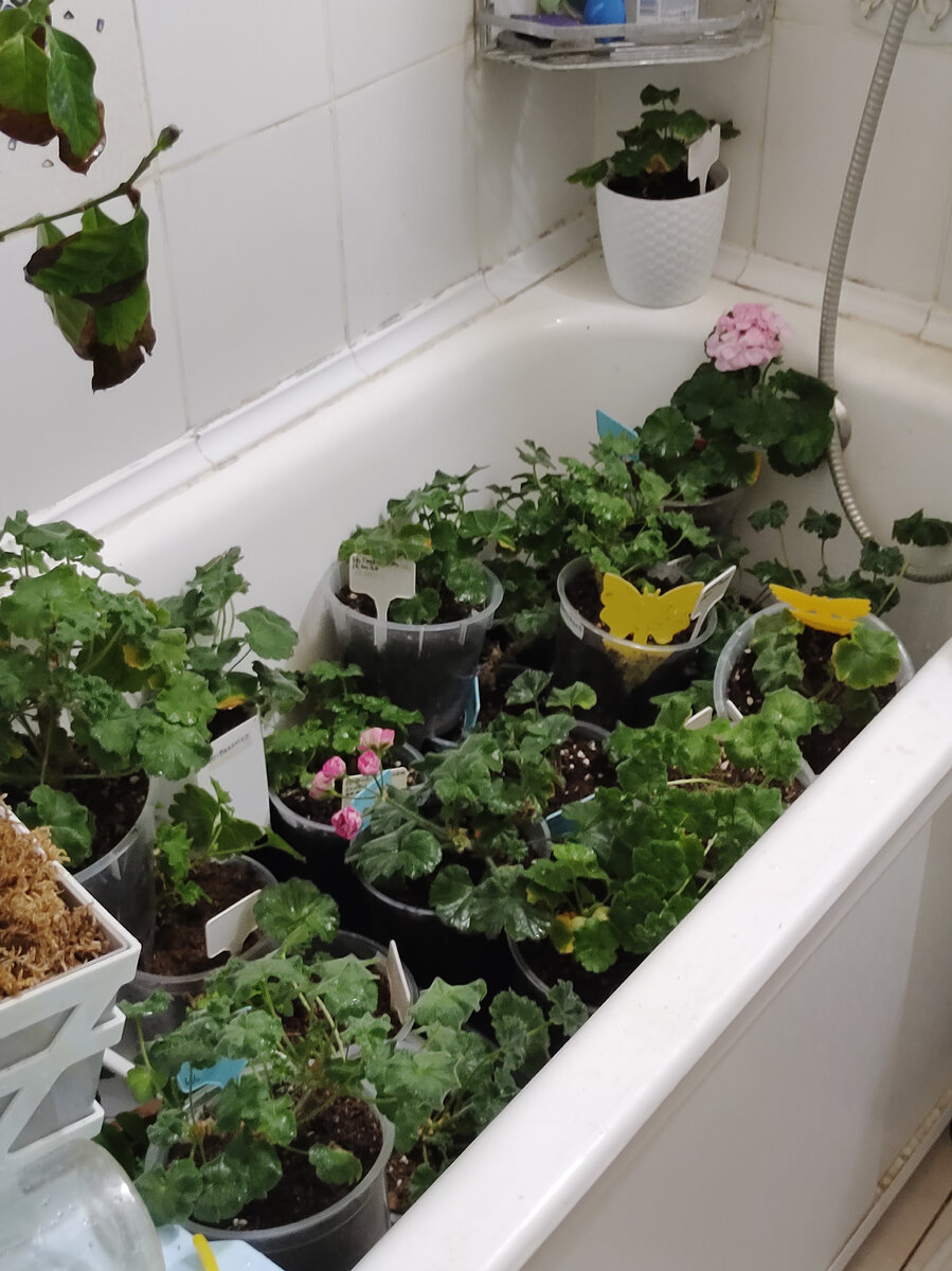 Обработанные  растения стоят в ванной до стекания крупных капель