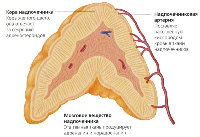 Строение надпочечника. Изображение из открытых источников