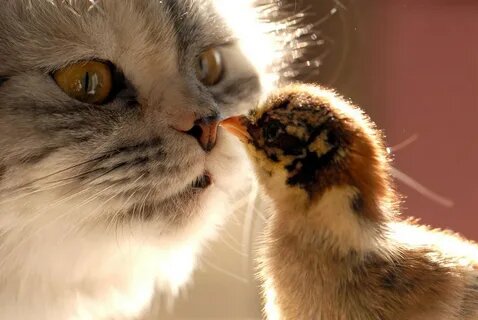 Фото в открытом доступе интернета.