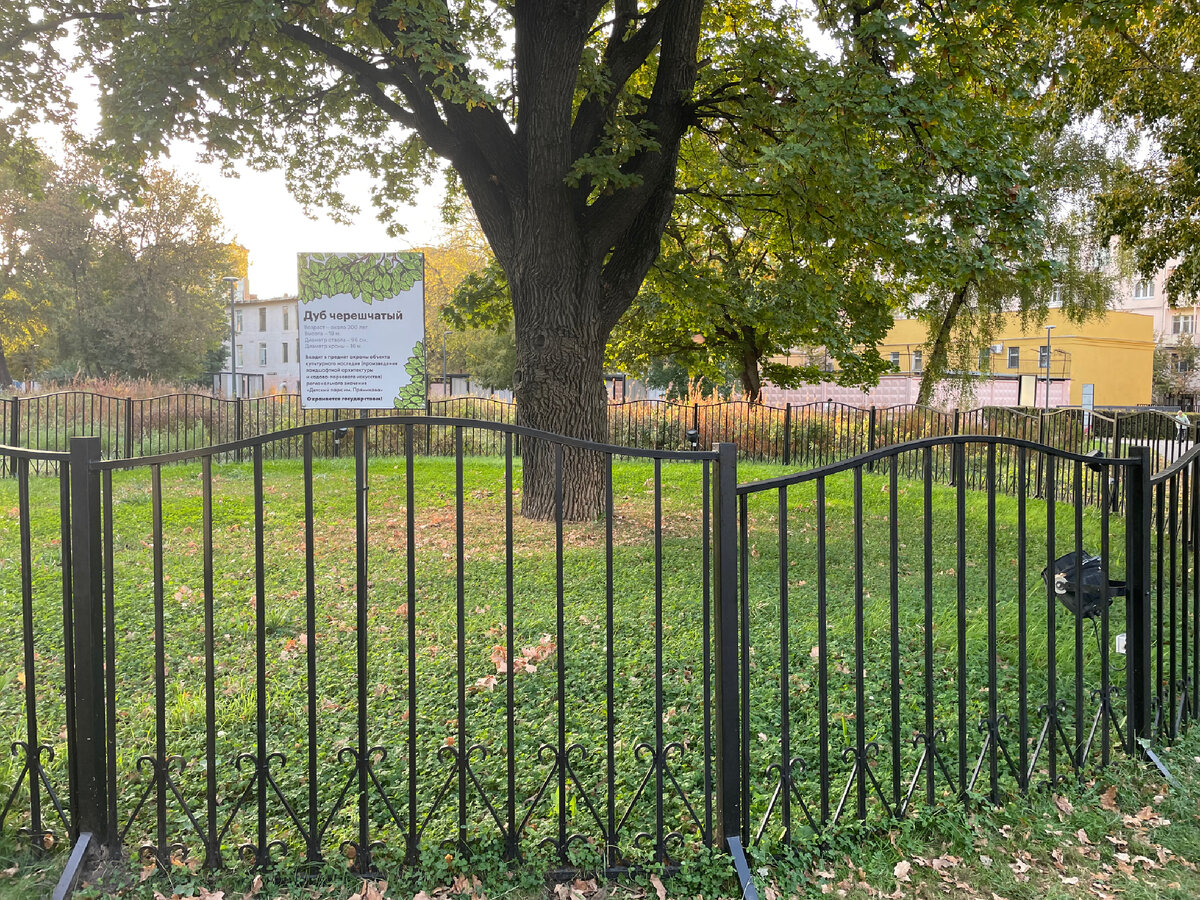 300-летний дуб 