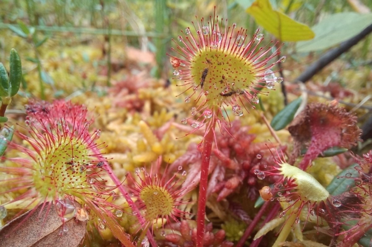    Тульские специалисты рассказали про уникальное и редкое растение