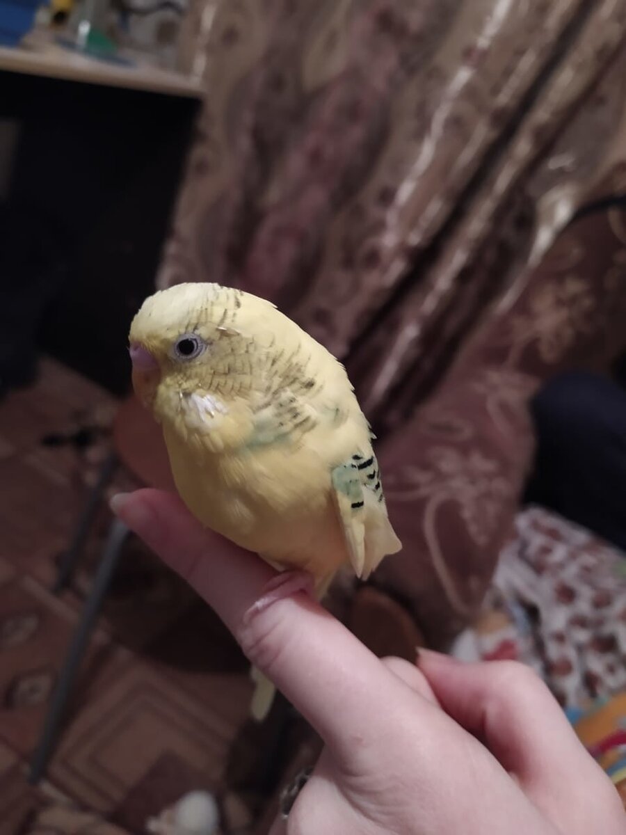 Когда-то он даже садился к нам на руку...