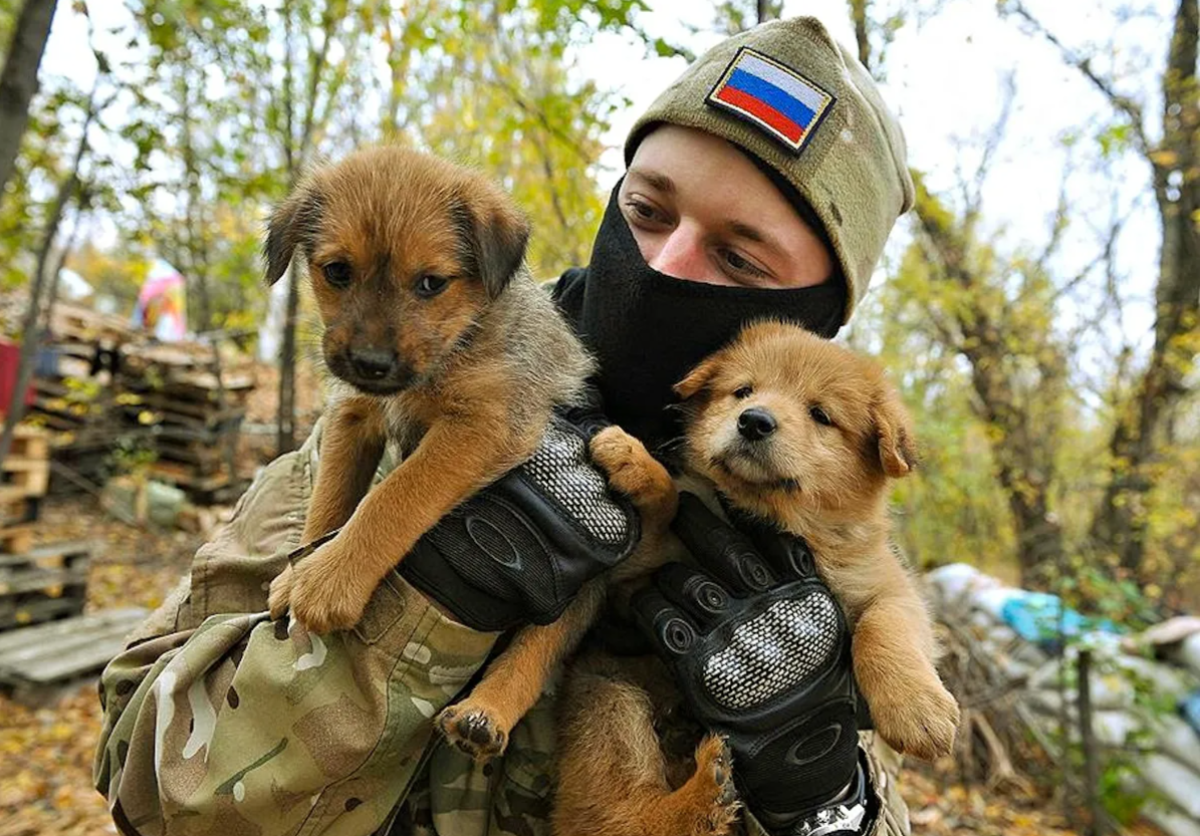 Домашние питомцы на передовой СВО: Выживание и Дружба | Лапки Хвостики:  блог о домашних животных | Дзен