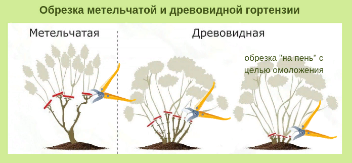 Когда лучше обрезать гортензии – осенью или весной