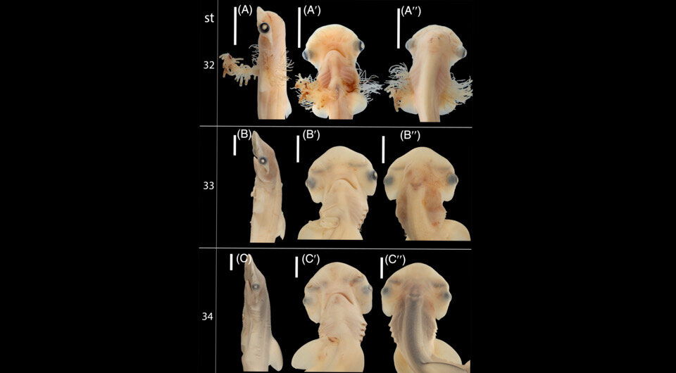   Steven R. Byrum et al. / American Association for Anatomy, 2023