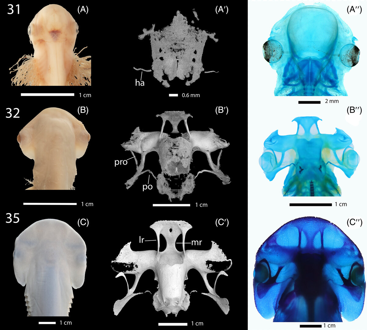   Steven R. Byrum et al. / American Association for Anatomy, 2023