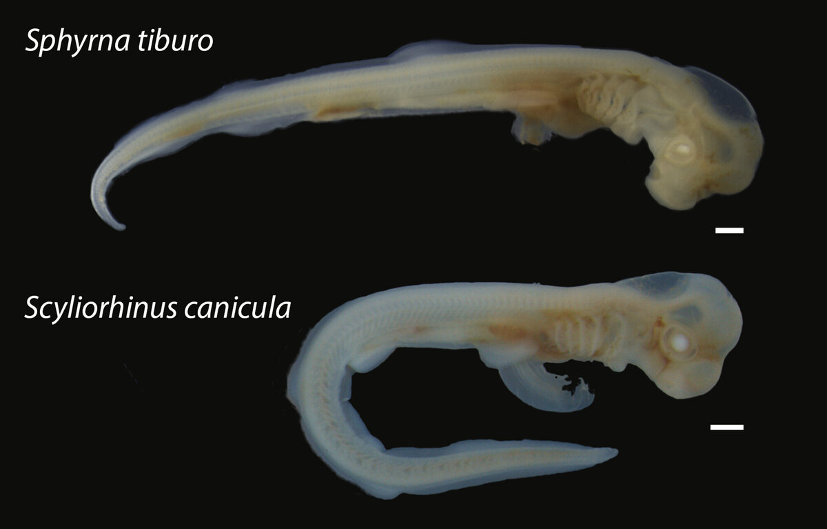   Steven R. Byrum et al. / American Association for Anatomy, 2023