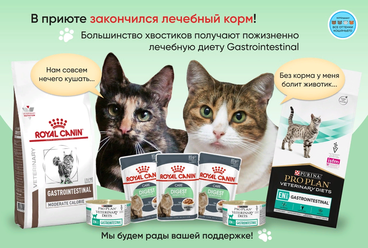 © ВСЕ ОТТЕНКИ КОШАЧЬЕГО 