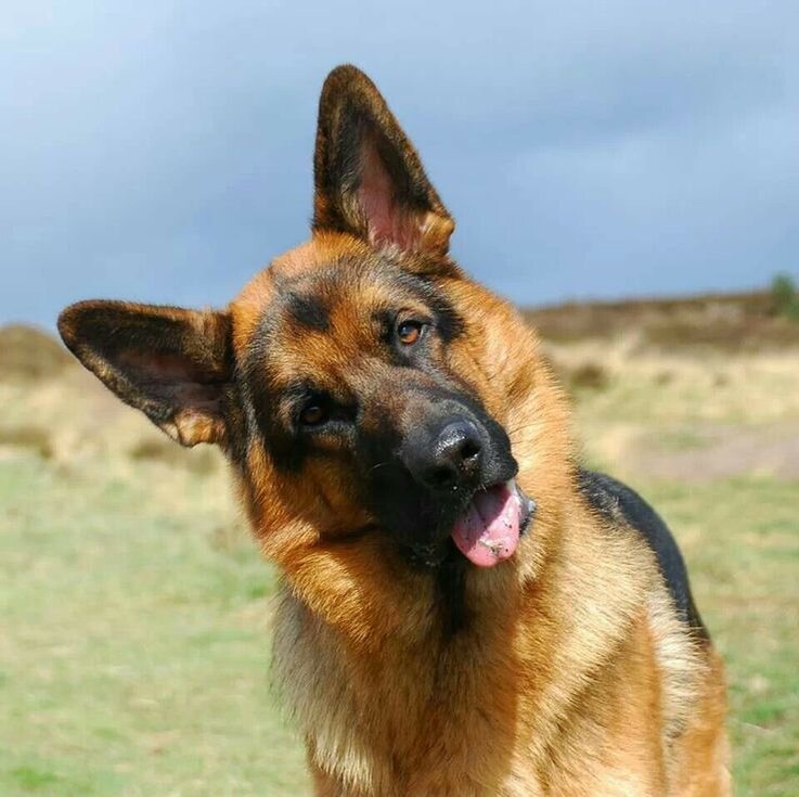 Открытый источник интернет.