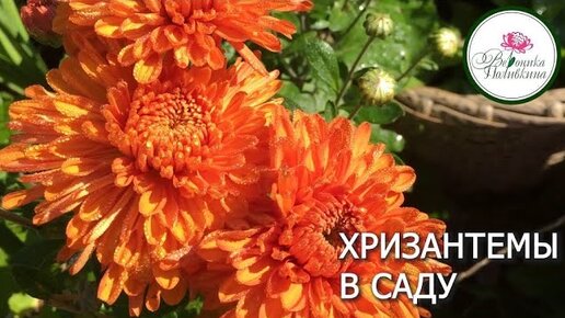 ХРИЗАНТЕМЫ В САДУ