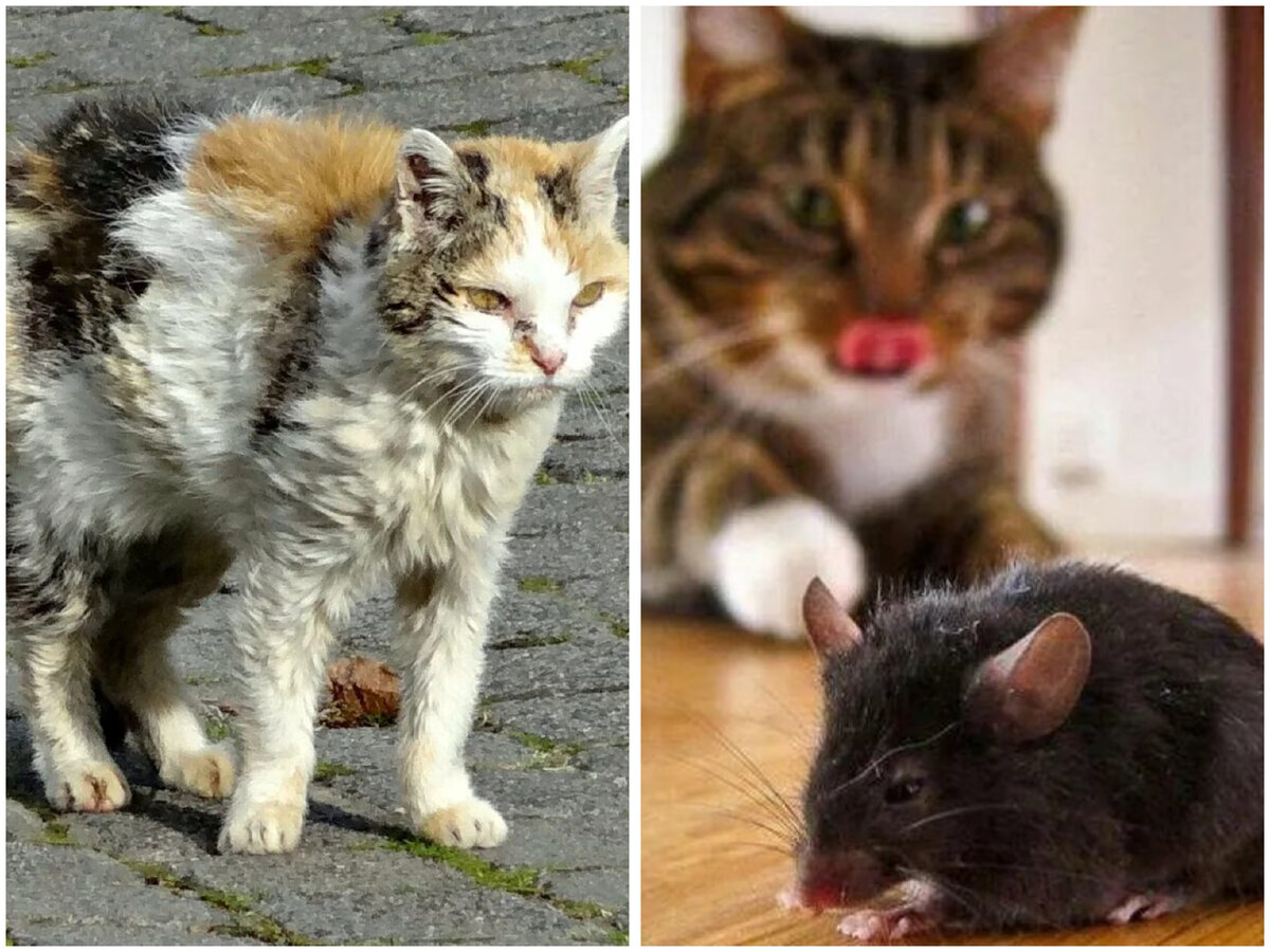 Породы кошек которые ловят мышей. Кошка охотится на мышь. Кубанский крысолов порода кошек. Сибирский крысолов кот. Породы кошек хорошо ловящие мышей.
