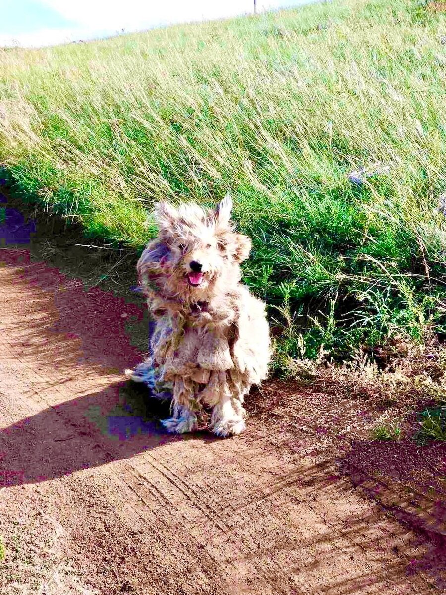 Фото: Фонд "Собака счастья" 