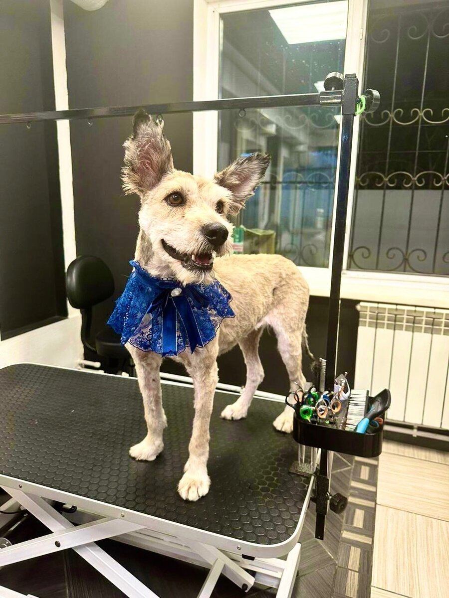 Фото: Фонд "Собака счастья" 