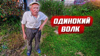 Одинокий волк в заброшенной деревне.