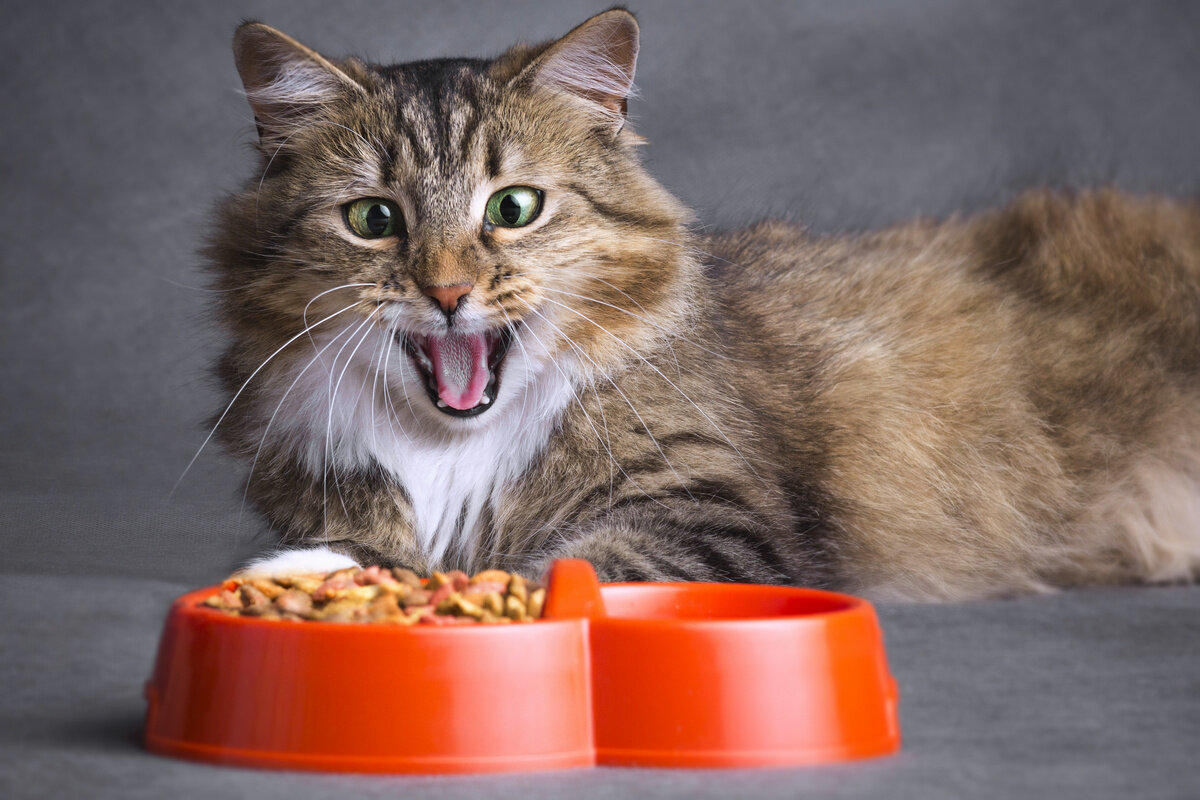 Кошка плохо ест корм. Что делать?