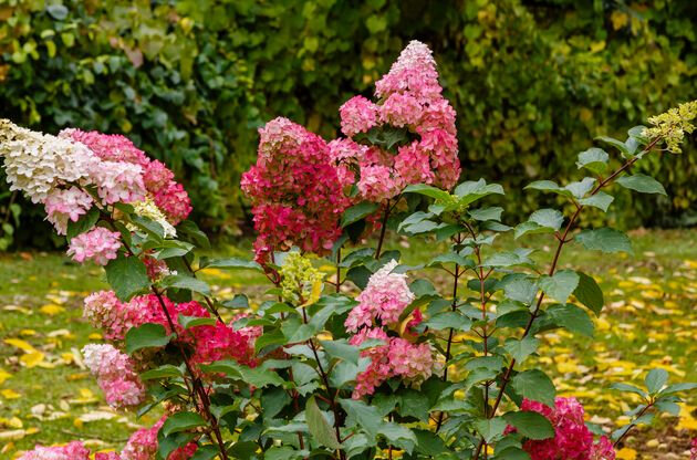 Гортензия осенью: готовим к зимовке