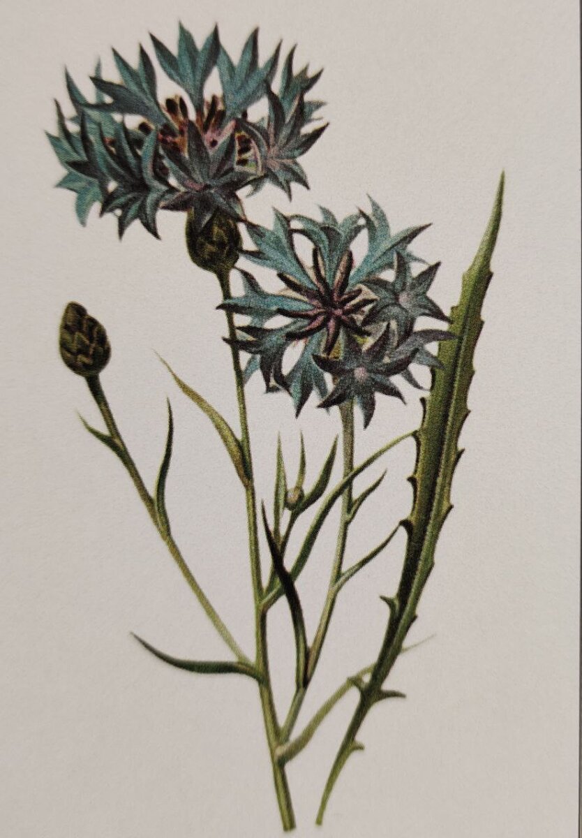 Василек. Рисунок. 19в.