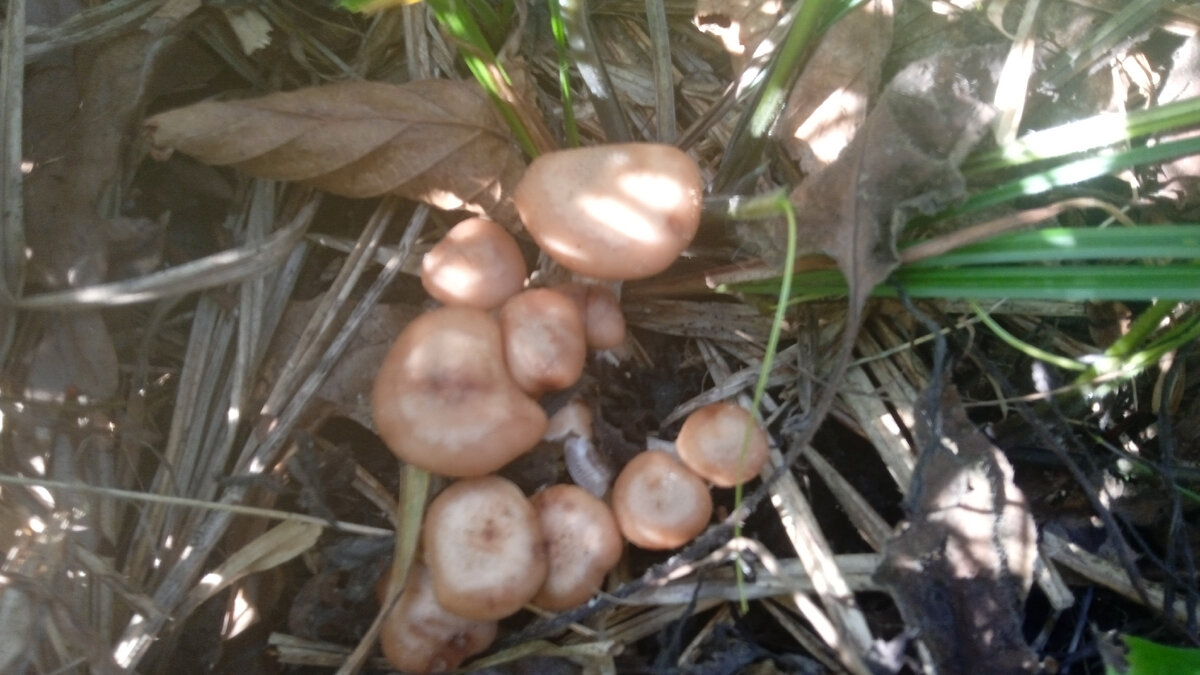 эти уже крупнее