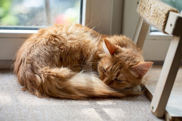 В народе существуют приметы о кошках, связанные с изменениями погоды. Например, если питомец сворачивается клубочком — ждите похолодания или даже мороза. Фото © Shutterstock