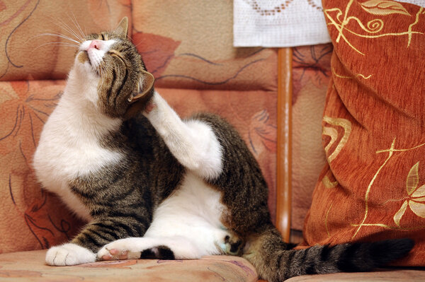 Согласно приметам, коты могут вас предупредить о приходе гостей — стоит только присмотреться к их поведению. Фото © Shutterstock