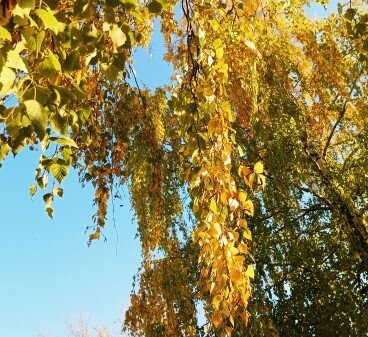 Последний день сентября. Фото О. Камаловой