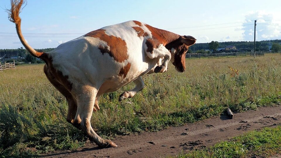 коровы торопятся к партизанам